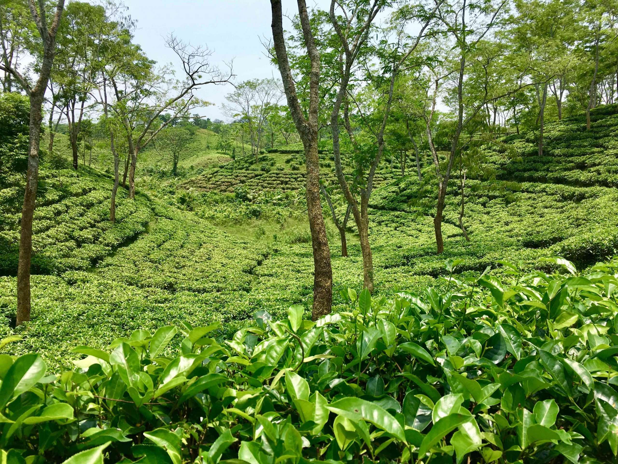Tea Estate