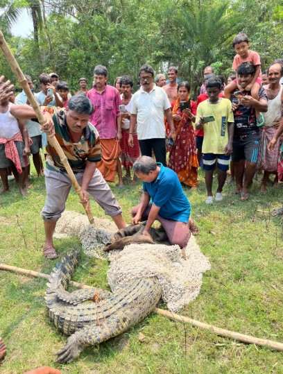 পাথরপ্রতিমায় উদ্ধার পূর্ণবয়স্ক কুমির 1 Screenshot 2025 06 01 164410