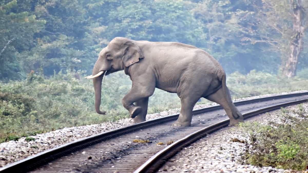 রেললাইনে হাতি-শাবক, জরুরি ব্রেক কষলেন চালক 2 1200 675 19281374 thumbnail 16x9 hati