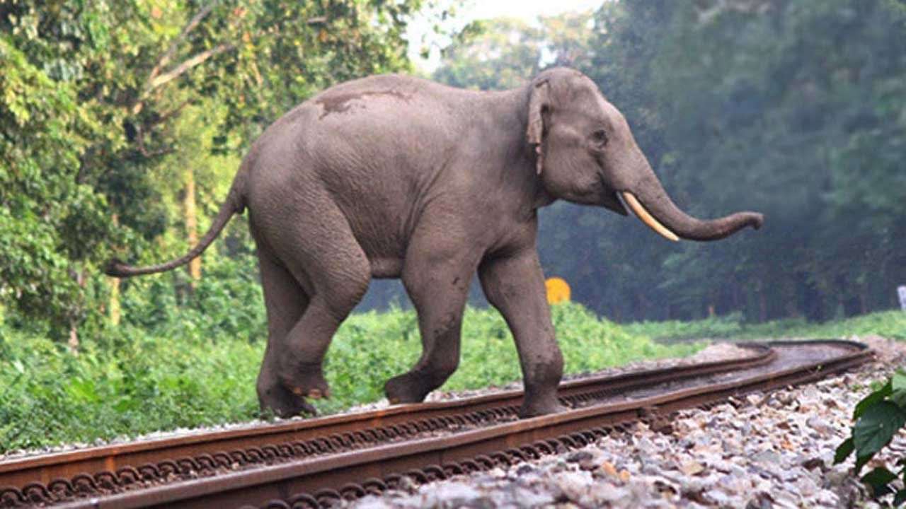রেললাইনে হাতি-শাবক, জরুরি ব্রেক কষলেন চালক 1 elephant